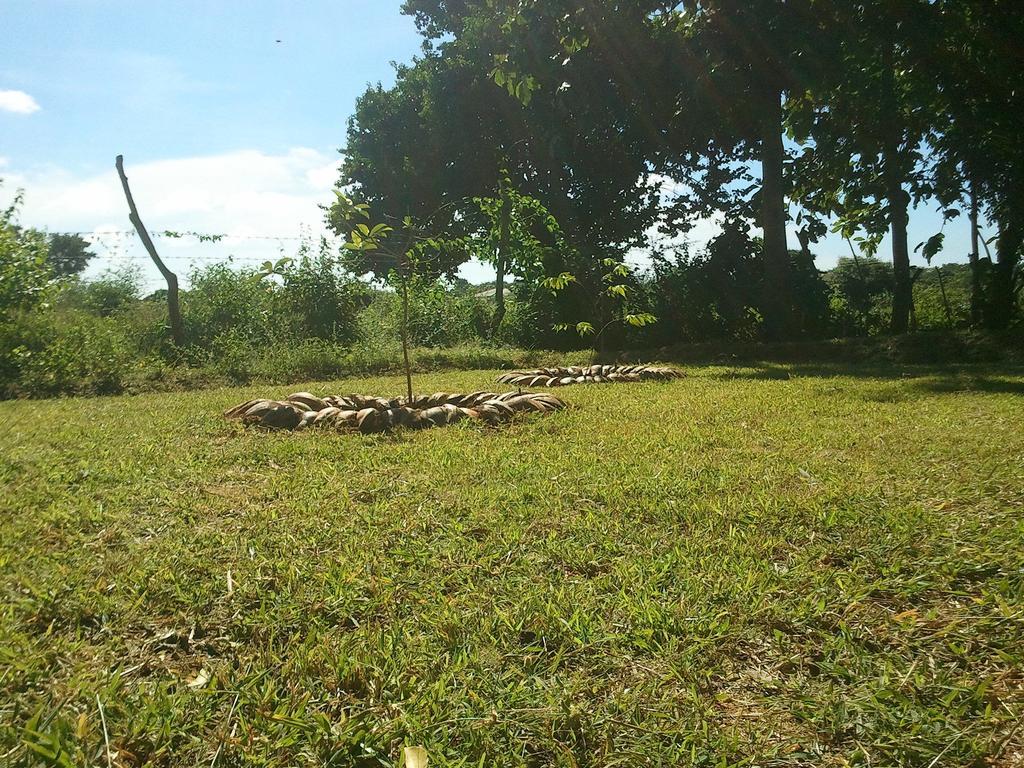 Hotel Yala Eco Tree House New Tissamaharama Zewnętrze zdjęcie